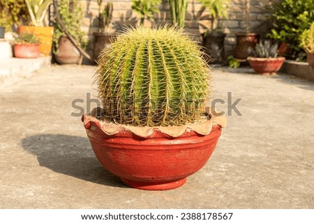 Beautiful Echinocactus grusonii golden barrel cactus with yellow sharp spikes closeup