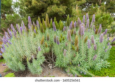 Pride Of Madeira Hd Stock Images Shutterstock