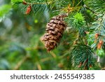 Beautiful ecological view of Douglas fir cone of Oregon pine tree with fresh green coniferous needles in mountain forest