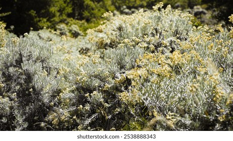 Красивый вечный цветок Эдельвейс (anaphalis javanica) в парке цветов Эдельвейс на горе Геде, Западная Ява.