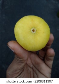 Beautiful Edible Fig Fruit In My Hand. The Scientific Name Of Fig Is Ficus Carica.