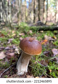 Beautiful Edulis Mushroom Banner In Amazing Green Moss. Old Magic Forest Mushroom Background.