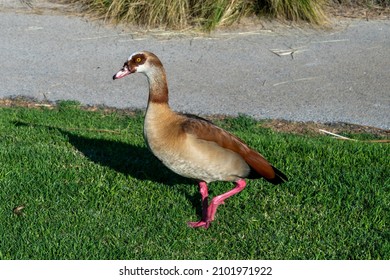 4,056 Egyptian duck Images, Stock Photos & Vectors | Shutterstock