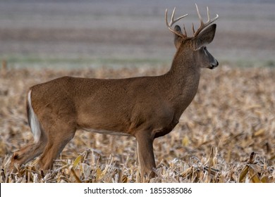 Beautiful eight point white tail buck,standing in corn field.