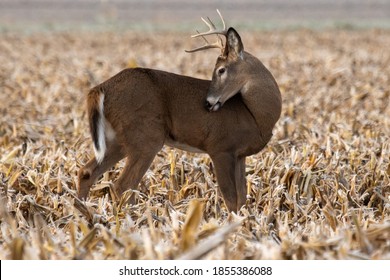 Beautiful eight point white tail buck standing in corn field,itching his shoulder.