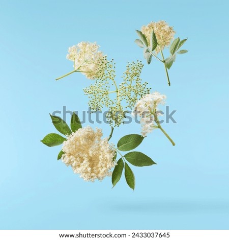 Beautiful elderberry flowers with green leaves falling in the air isolated  on blue background. Flowers levitating or zero gravity conception.