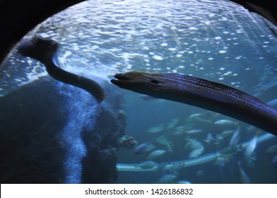 Beautiful Electric Eel Blur In A Large, Thick Glass Cabinet
In The Aquarium