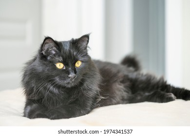 Chat Noir Yeux Jaunes Hd Stock Images Shutterstock