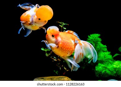 Beautiful and elegant goldfish floats in aquarium with green plants and stones, closeup, named 