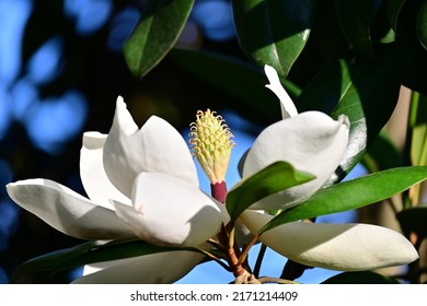 Beautiful and elegant magnolia flower .Blown beautiful magnolia flower on a tree with green leaves. magnolia tree. flowering tree. photo wallpaper. tulip-shaped magnolia