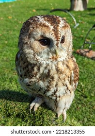 Beautiful Elegant Majestic Baby Owl