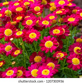 Beautiful  Elegant Semi Double Dark Crimson   Pink Blooms Of Marguerite Daisy Species   In Flower  Add The Charm And Simplicity Of A Cottage Garden To The Suburban Street Scape.