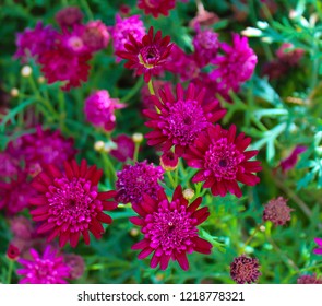 Beautiful Elegant Semi Double Dark Carmine Pink Blooms Of Marguerite Daisy Species  In Flower Add The Charm And Simplicity Of A Cottage Garden To The Suburban Street Scape.