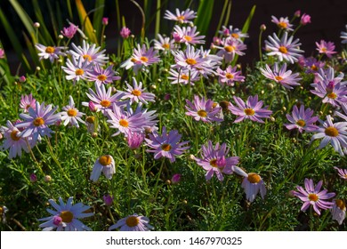 Beautiful  Elegant Single Pink Blooms Of Marguerite Daisy Species  In Flower In Early Spring Add The Charm And Simplicity Of A Cottage Garden To The Suburban Street Scape.