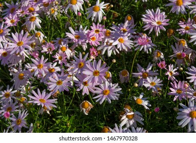 Beautiful  Elegant Single Pink Blooms Of Marguerite Daisy Species  In Flower In Early Spring Add The Charm And Simplicity Of A Cottage Garden To The Suburban Street Scape.