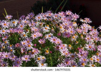 Beautiful  Elegant Single Pink Blooms Of Marguerite Daisy Species  In Flower In Early Spring Add The Charm And Simplicity Of A Cottage Garden To The Suburban Street Scape.