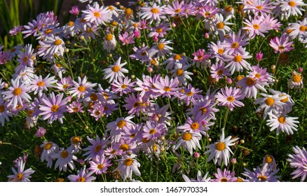 Beautiful  Elegant Single Pink Blooms Of Marguerite Daisy Species  In Flower In Early Spring Add The Charm And Simplicity Of A Cottage Garden To The Suburban Street Scape.