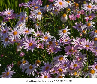 Beautiful  Elegant Single Pink Blooms Of Marguerite Daisy Species  In Flower In Early Spring Add The Charm And Simplicity Of A Cottage Garden To The Suburban Street Scape.