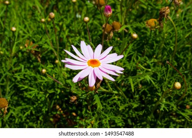 Beautiful  Elegant Single Pink Blooms Of Marguerite Daisy Species  In Flower In Early Spring Add The Charm And Simplicity Of A Cottage Garden To The Suburban Street Scape.