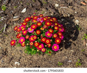 Beautiful  Elegant Single Red And Pink  Blooms Of Marguerite Daisy Species  In Flower In Early Spring Add The Charm And Simplicity Of A Cottage Garden To The Suburban Street Scape.