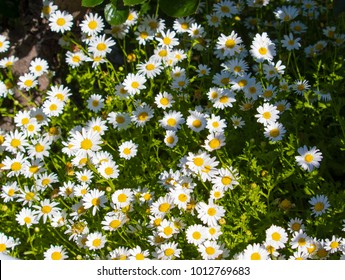 Beautiful  Elegant Single White Blooms Of Marguerite Daisy Species  In Flower  In Early Spring Add The Charm And Simplicity Of A Cottage Garden To The Suburban Street Scape.