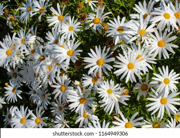 Beautiful  Elegant Single White Blooms Of Marguerite Daisy Species   In Flower  In Early Spring Add The Charm And Simplicity Of A Cottage Garden To The Suburban Street Scape.