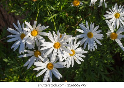 Beautiful  Elegant Single White Blooms Of Marguerite Daisy Species   In Flower  In Early Spring Add The Charm And Simplicity Of A Cottage Garden To The Suburban Street Scape.