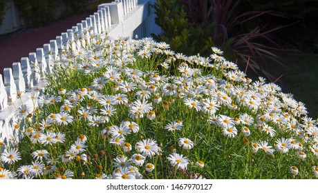 Beautiful  Elegant Single White Blooms Of Marguerite Daisy Species  In Flower In Early Spring Add The Charm And Simplicity Of A Cottage Garden To The Suburban Street Scape.