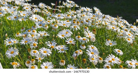 Beautiful  Elegant Single White Blooms Of Marguerite Daisy Species  In Flower In Early Spring Add The Charm And Simplicity Of A Cottage Garden To The Suburban Street Scape.