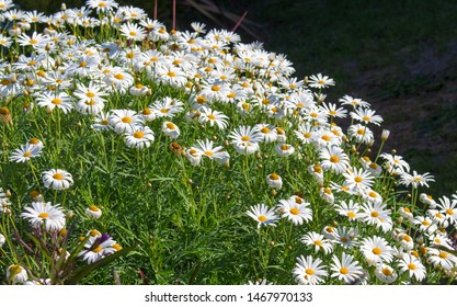 Beautiful  Elegant Single White Blooms Of Marguerite Daisy Species  In Flower In Early Spring Add The Charm And Simplicity Of A Cottage Garden To The Suburban Street Scape.