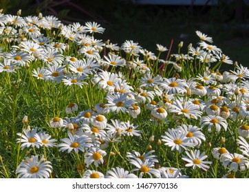 Beautiful  Elegant Single White Blooms Of Marguerite Daisy Species  In Flower In Early Spring Add The Charm And Simplicity Of A Cottage Garden To The Suburban Street Scape.