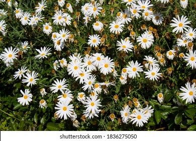 Beautiful  Elegant Single White Blooms Of Marguerite Daisy Species  In Flower In Early Spring Add The Charm And Simplicity Of A Cottage Garden To The Suburban Street Scape.