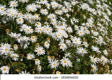 Beautiful  Elegant Single White Blooms Of Marguerite Daisy Species  In Flower In Early Spring Add The Charm And Simplicity Of A Cottage Garden To The Suburban Street Scape.