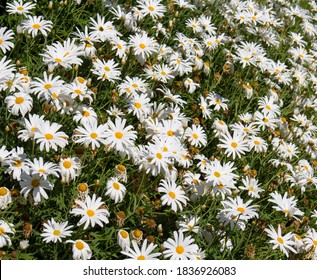 Beautiful  Elegant Single White Blooms Of Marguerite Daisy Species  In Flower In Early Spring Add The Charm And Simplicity Of A Cottage Garden To The Suburban Street Scape.