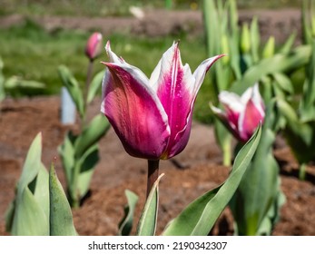 A Beautiful Elegant Tulip Claudia - Lily Flowering Tulip That Produces Unusual Deep Rose To Purple Colored Blooms With Narrow White Margins And Pointed Petals