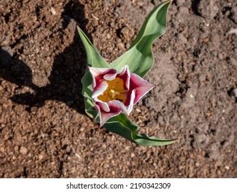 A Beautiful Elegant Tulip Claudia - Lily Flowering Tulip That Produces Unusual Deep Rose To Purple Colored Blooms With Narrow White Margins And Pointed Petals