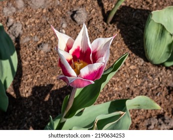 A Beautiful Elegant Tulip Claudia - Lily Flowering Tulip That Produces Unusual Deep Rose To Purple Colored Blooms With Narrow White Margins And Pointed Petals