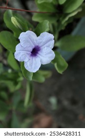 Hermosa y elegante flor