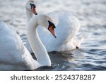 Beautiful elegant white swans swimming in the blue waters of Danube river in Belgrade, Serbia