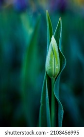 beautiful elegant young tulip in green color that is just blooming