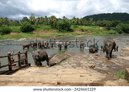 Beautiful elephants view in Sri Lanka