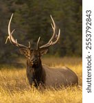 A beautiful elk photographed at golden hour - Cervus canadensis nelsoni