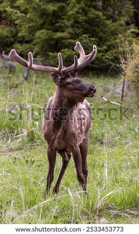 Similar – Rocky Mountain Elk (lat. Cervus canadensis), Canada