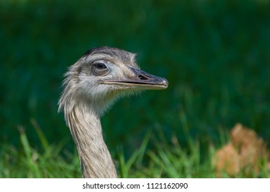 554 Ema Bird Images, Stock Photos & Vectors | Shutterstock