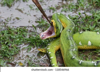 A Beautiful Emerald Tree Boa In The Peruvian Amazon Rain Forest