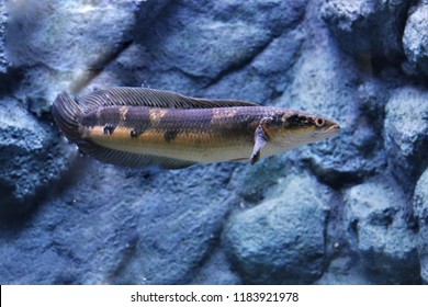 21 Emperor Snakehead Images, Stock Photos & Vectors 