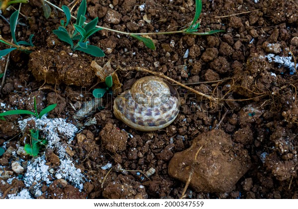 Beautiful Empty Broken Snail Shell Stock Photo 2000347559 | Shutterstock