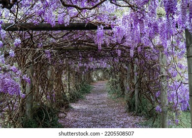 A Beautiful Empty View Of Wisteria Tunnel.