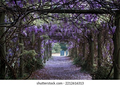 A Beautiful Empty View Of Wisteria Tunnel.