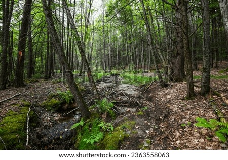 Beautiful enchanted forest and stream background in Western Massachusetts.